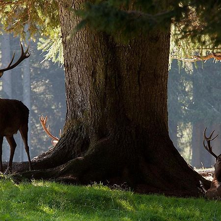 Appartamento Dolomiti Predazzo Zewnętrze zdjęcie