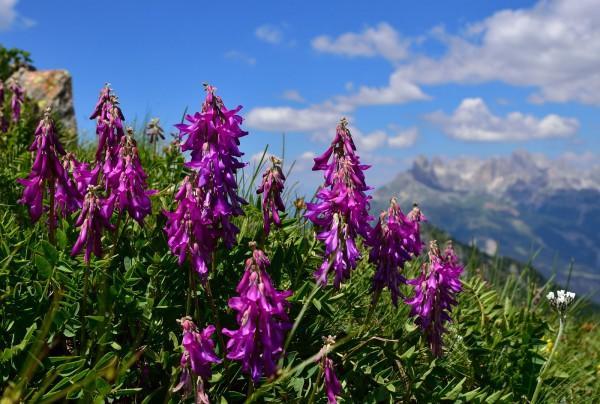 Appartamento Dolomiti Predazzo Zewnętrze zdjęcie