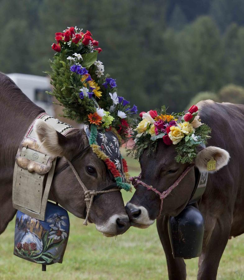 Appartamento Dolomiti Predazzo Zewnętrze zdjęcie